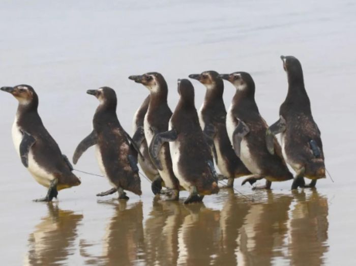 Instituto Albatroz realizou soltura de pinguins reabilitados em Cabo Frio