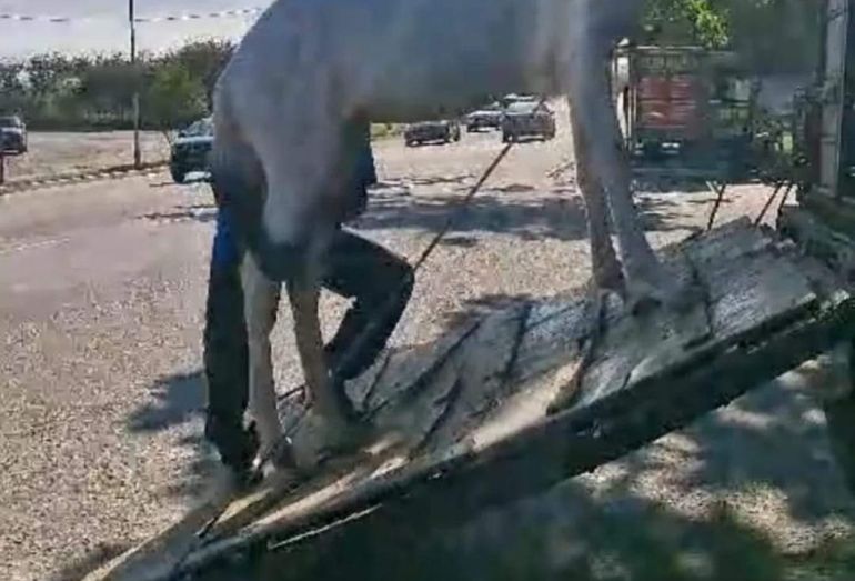 Prefeitura de Arraial do Cabo e Polícia Rodoviária fazem operação para capturar cavalos nas vias da cidade