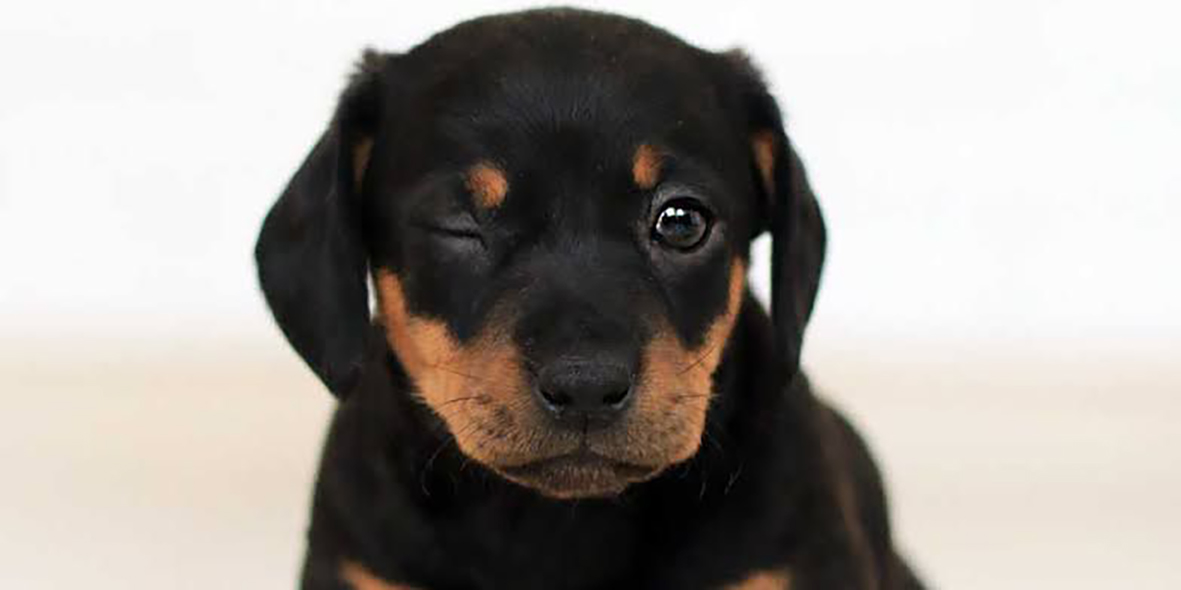 Prefeitura de Cabo Frio promove Feira de Adoção de Animais com bazar solidário