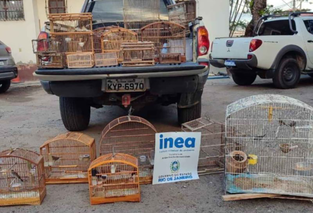 Inea resgata 15 aves silvestres mantidas ilegalmente em cativeiro em Saquarema