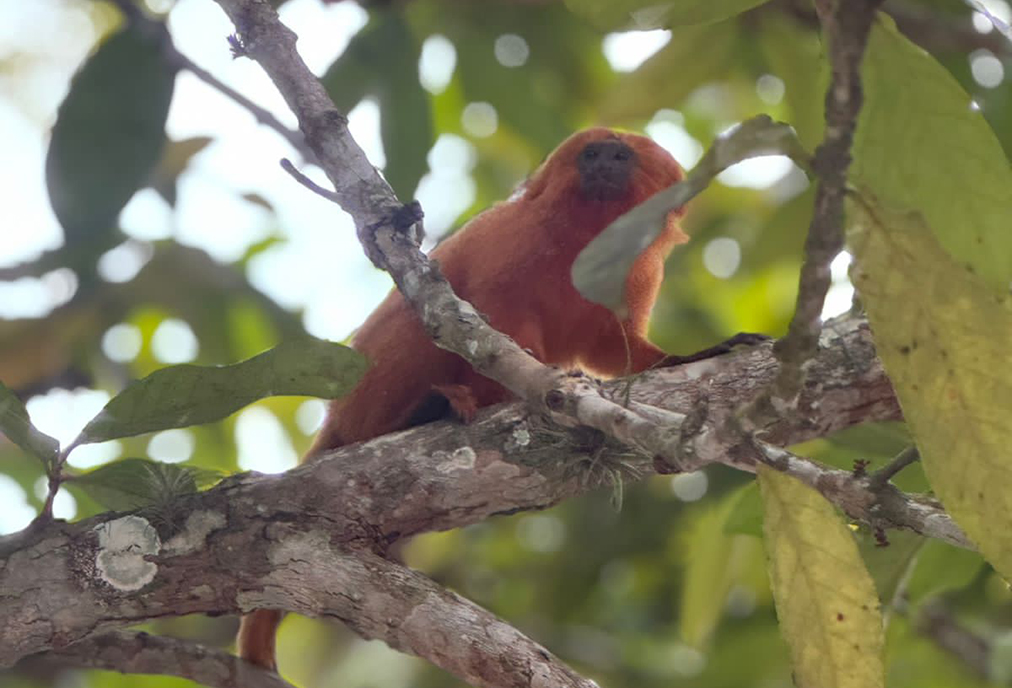 Encerramento da Semana do Meio Ambiente em Tamoios reúne comunidade no Parque do Mico-Leão-Dourado