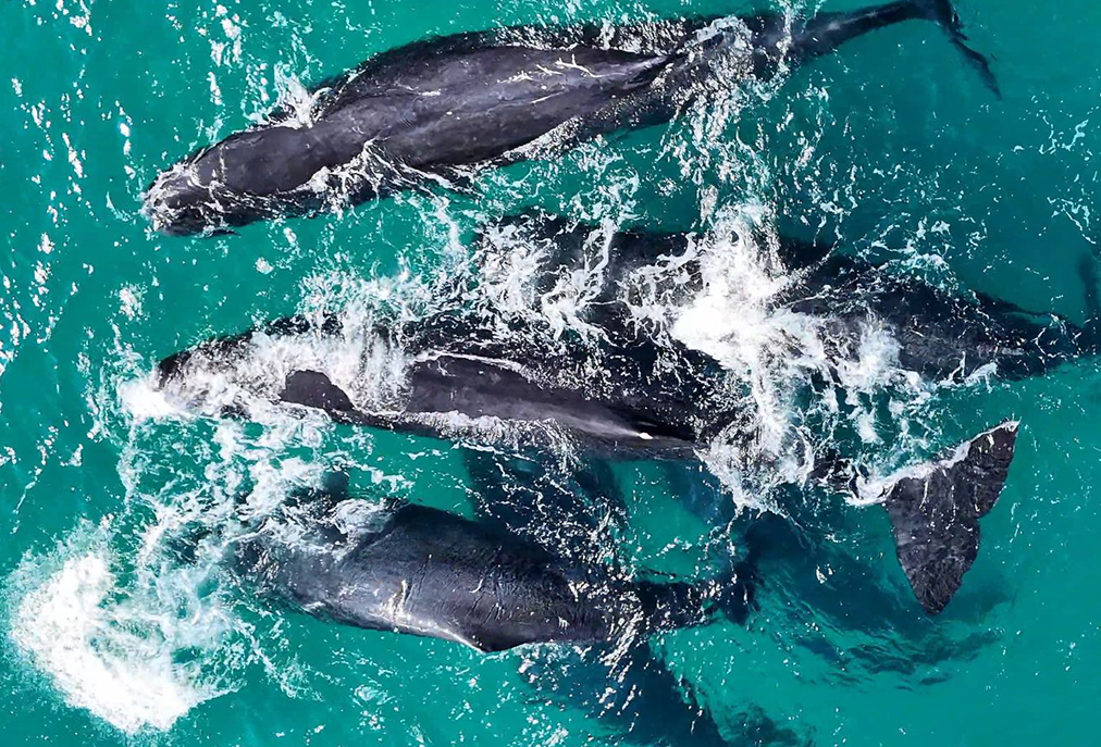 Ação educativa sobre baleias mobiliza operadores de turismo em Arraial do Cabo