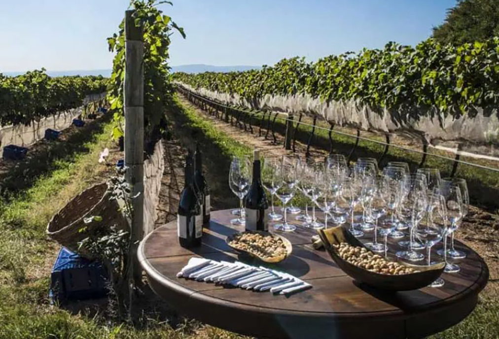 Maricá anuncia Universidade do Vinho depois de vitória judicial do projeto Maraey