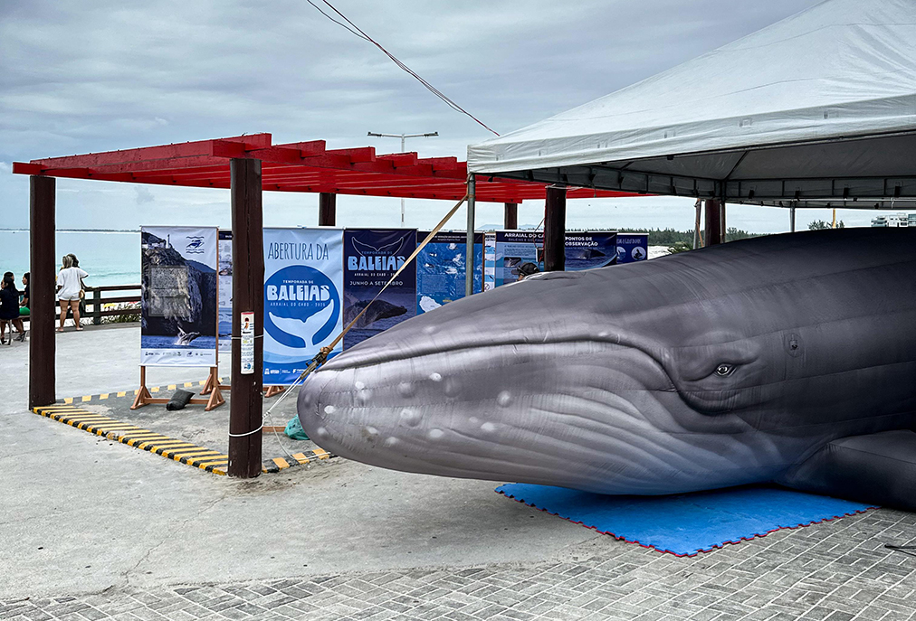 Arraial do Cabo recebe baleia inflável em evento de preservação marinha