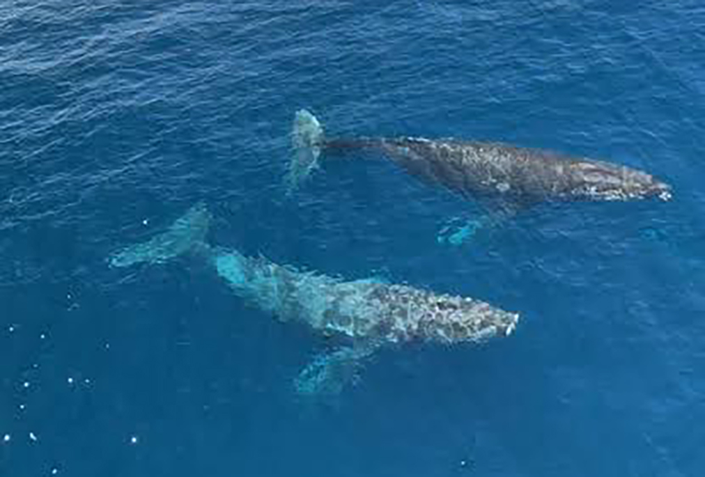 Encerramento da Temporada de Baleias leva diversão e consciência ambiental a Arraial do Cabo