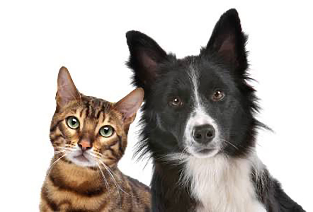 Ortopedia veterinária chega ao Canil Municipal de Cabo Frio como referência na Região dos Lagos