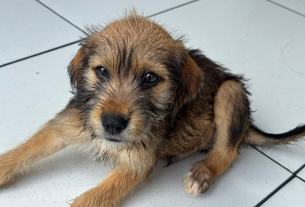 Canil Municipal de Cabo Frio promove evento de adoção responsável com castração gratuita