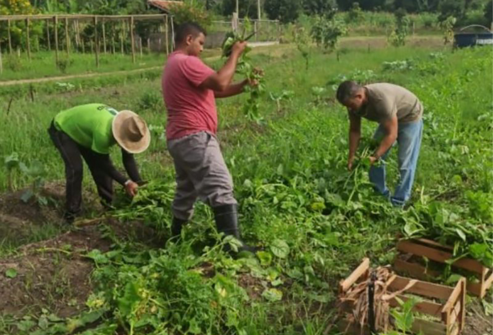 Unidades públicas de Saquarema ganham doação de alimentos colhidos na cidade