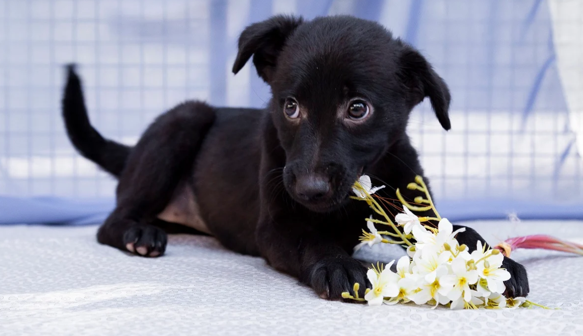 Macaé vai receber serviço de microchipagem em animais nesta quarta-feira