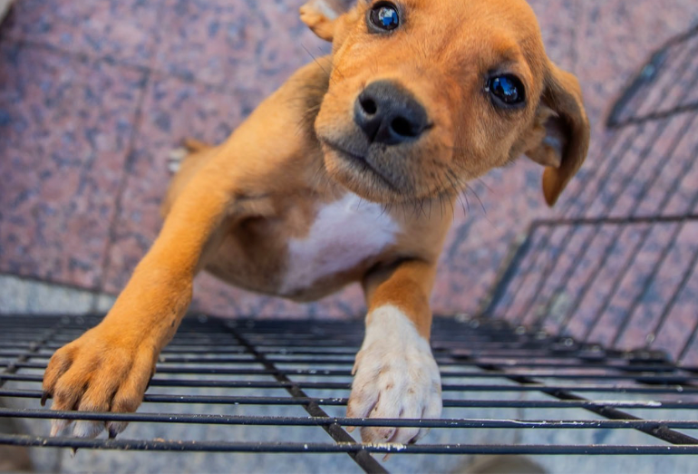 Secretaria de Proteção Animal promove feira de adoção neste sábado em Macaé