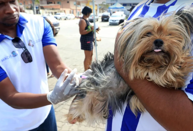 Imunização contra raiva avança em Macaé com novo cronograma