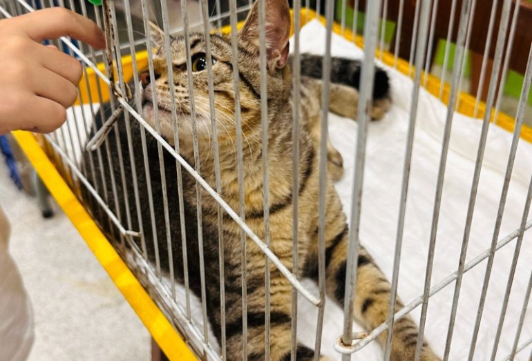 Plaza Rio das Ostras tem nova edição da Feira de Adoção de Cães e Gatos nesse domingo, 20