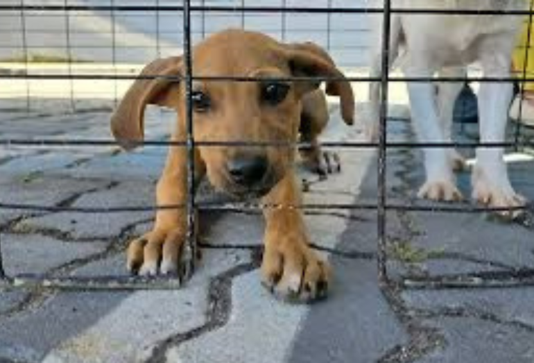 Natal solidário: feira incentiva adoção responsável de cães e gatos em Rio das Ostras