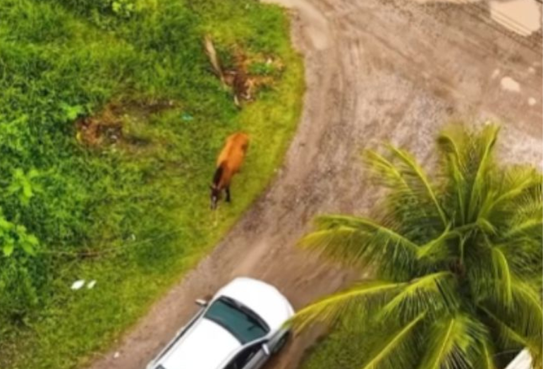 Silva Jardim vai apreender animais soltos em vias públicas a partir dessa quarta (7)