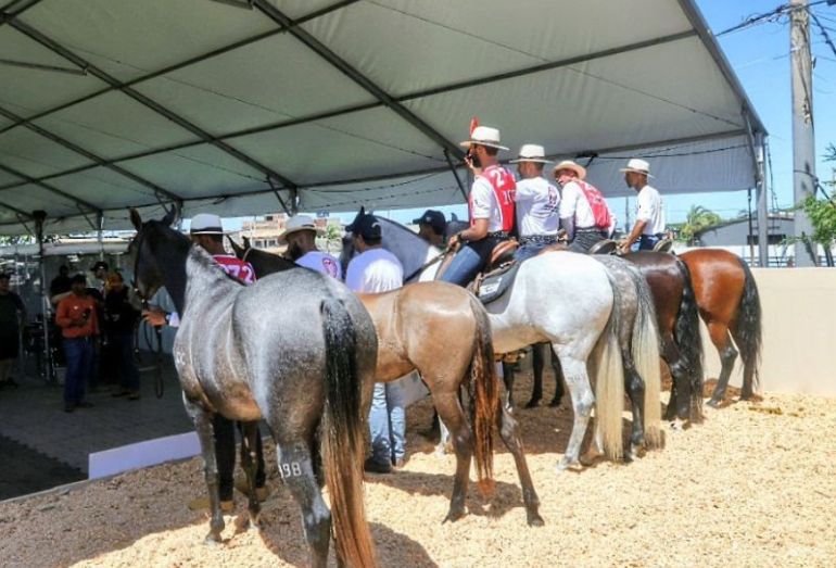 Macaé recebe evento nacional voltado a criadores de Mangalarga Marchador